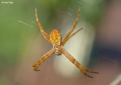 Spiders