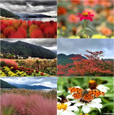 oishi-park-montage.jpg