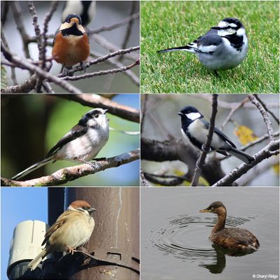 Wildlife in Japan