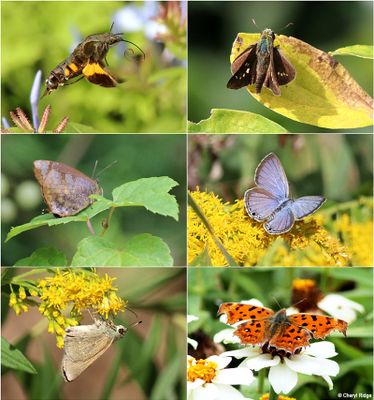 butterflies-japan-montage.jpg