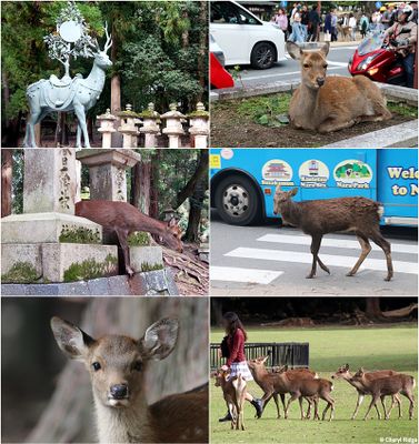 nara-deer-montage3.jpg