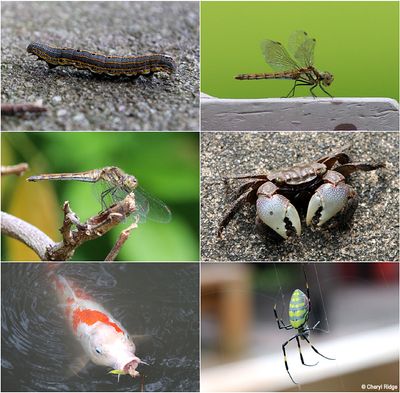 Wildlife in Japan