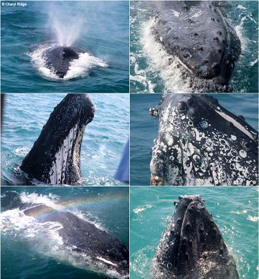 Whales