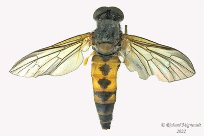 Snipe Fly - Rhagio vertebratus m19 8mm 1