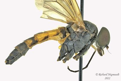 Snipe Fly - Rhagio vertebratus m19 8mm 2