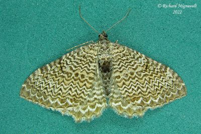 7291 - Rheumaptera undulata m16