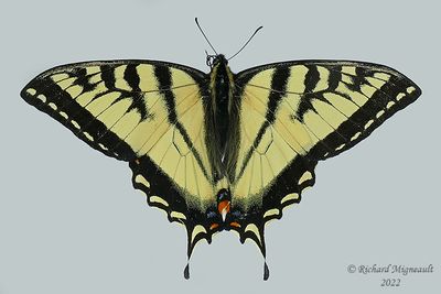 4176 - Canadian tiger swallowtail - Papillon tigré du Canada m22