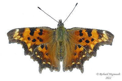 4423 - Green Comma - Polygone  taches vertes m22 