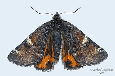 6256 - Infant Moth - Archiearis infans m22