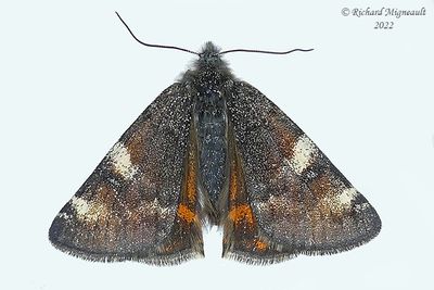 6256 - Infant Moth - Archiearis infans m22 