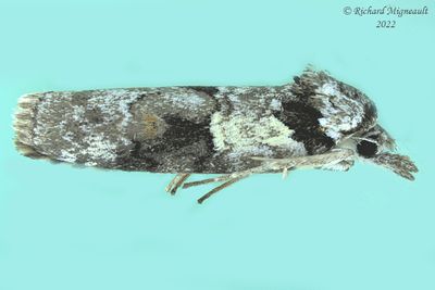 8975 - Nycteola frigidana - Frigid Owlet moth 1 m20 