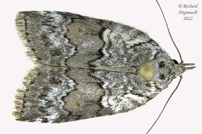 8975 - Nycteola frigidana - Frigid Owlet moth 2 m20 