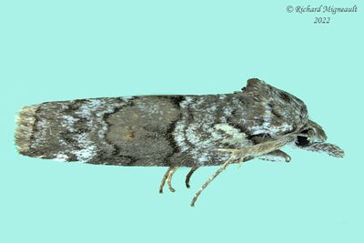 8975 - Nycteola frigidana - Frigid Owlet moth 1 m20 