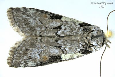 8975 - Nycteola frigidana - Frigid Owlet moth 2 m20
