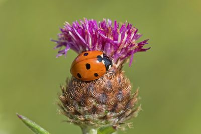 Lady Beetle - Coccinella septempunctata - Seven-spotted lady beetle m22