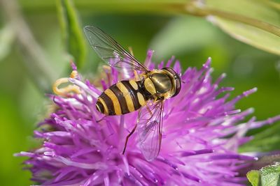 Syrphid Fly - Syrphus vitripennis m22