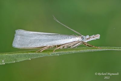 5343 - Immaculate Grass-veneer Moth - Crambus perlellus m22