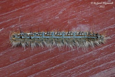 7698 - Forest Tent Caterpillar Moth - Malacosoma disstria m22 