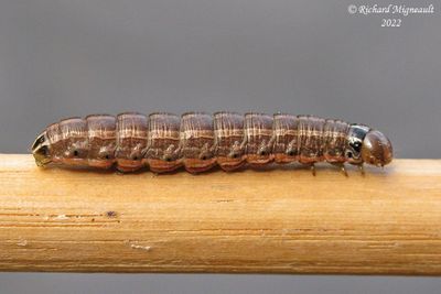 10524 - Bronzed Cutworm - Nephelodes minians m22