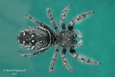 Jumping Spider - Phidippus purpuratus m22 1