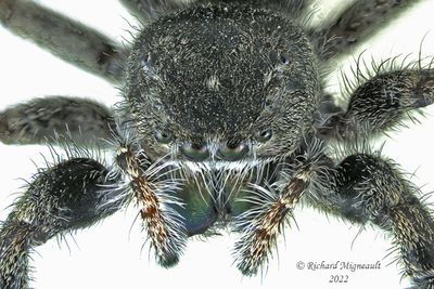 Jumping Spider - Phidippus purpuratus m22 2