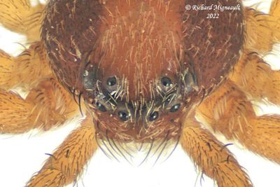 Running Crab Spider - Philodromus sp3 m22 2