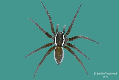 Nursery Web Spiders - Dolomedes triton - Six-spotted Fishing Spider m22 1