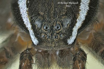 Nursery Web Spiders - Dolomedes triton - Six-spotted Fishing Spider m22 2