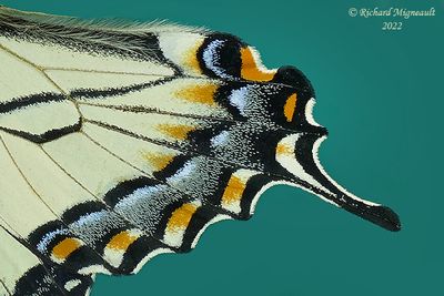 4176 - Canadian tiger swallowtail - Papillon tigr du Canada m22