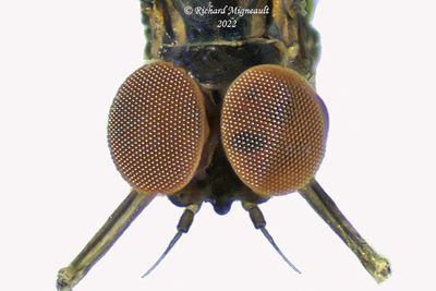 Mayfly eyes 4mm,  2022-07-23