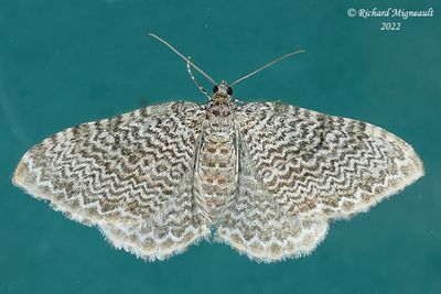 7292 - Ferguson's Scallop Shell Moth - Rheumaptera prunivorata m22 