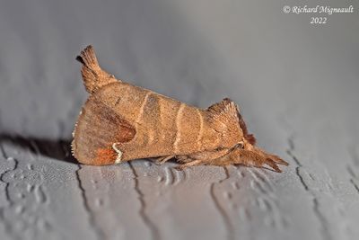 7895 - Sigmoid Prominent Moth - Clostera albosigma m22