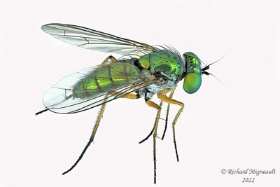 Long-legged Fly - Condylostylus sp m22 