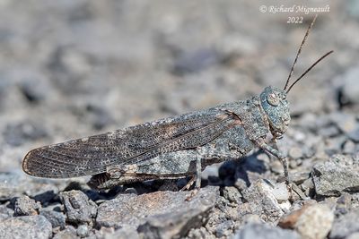 Carolina grasshopper, Dissosteira carolina m22