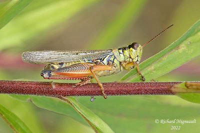 Two-Striped Grasshopper - Melanoplus bivittatus m22 