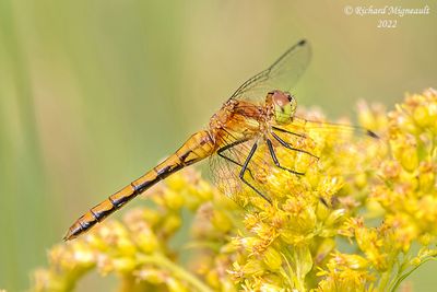Skimmer - Sympetrum obtrusum - White-faced Meadowhawk m22