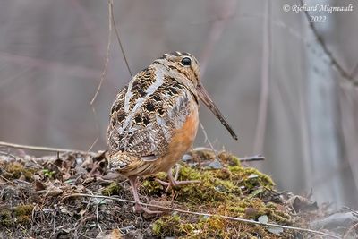 Bécasse d’Amérique, American Woodcock 1f m22
