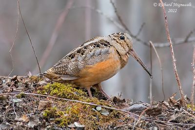 Bécasse d’Amérique, American Woodcock 2f m22