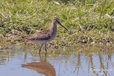 Bécassin roux - Short-billed Dowitcher 1f m22
