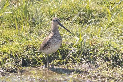 Bécassin roux - Short-billed Dowitcher 2f m22