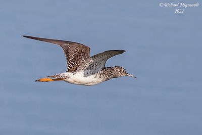 Chevalier solitaire - Solitary Sandpiper m22