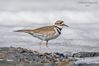 Pluvier kildir, Killdeer m22
