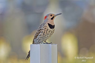 Pic flamboyant - Northern Flicker 1 m22