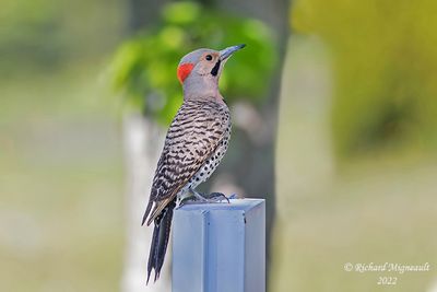 Pic flamboyant - Northern Flicker 2 m22