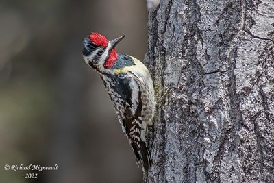 Pic maculé - Yellow-bellied Sapsucker male 1 m22