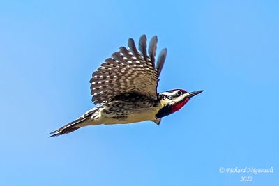 Pic maculé, Yellow-bellied Sapsucker 2 m22