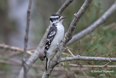 Pic mineur - Downy Woodpecker, female m22