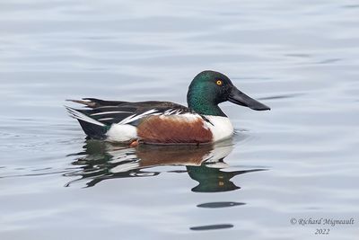 Canard souchet, Northern Shoveler, male 1 m22