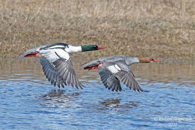 Grand Harle - Common Merganser m22