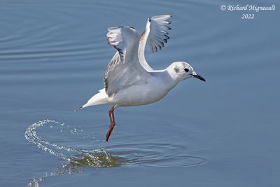 Mouette de Bonaparte - Bonapartes Gull 2 m22